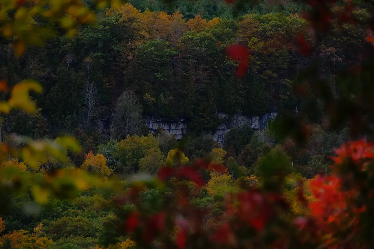 Autumn trees and the limestone cliff of the escarpment, seen through red leaves