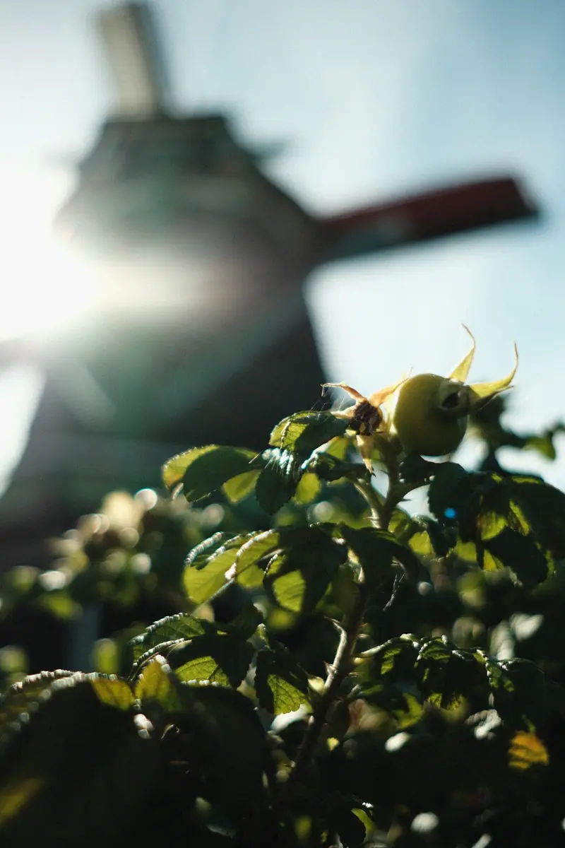 A rosehip and leaves in focus, a windmill's sails a soft silhouette against the sun behind