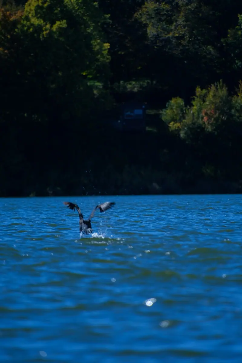 A bird lands on the water with its wings raised in a splash