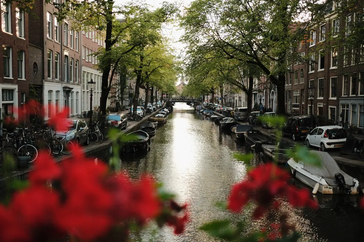 Red flowers on a bridge in the foreground, a tree-lined Amsterdam canal stretching away behind them