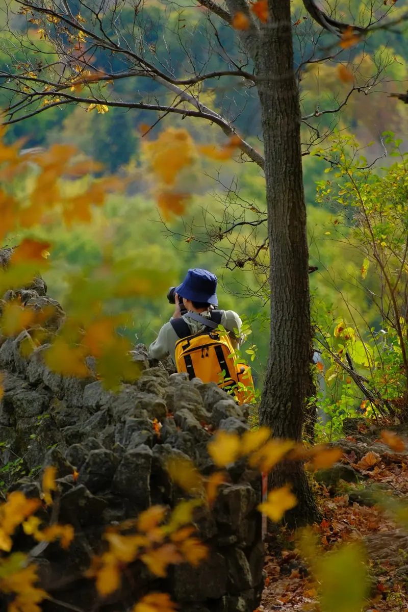 A hiker with a yellow backpack stands at the escarpment edge among autumn leaves
