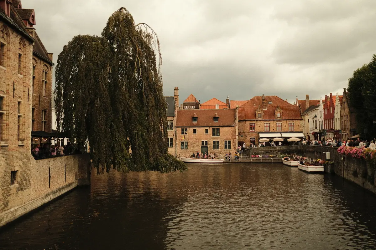 A weeping willow hangs over a Bruges canal lined with old brick buildings