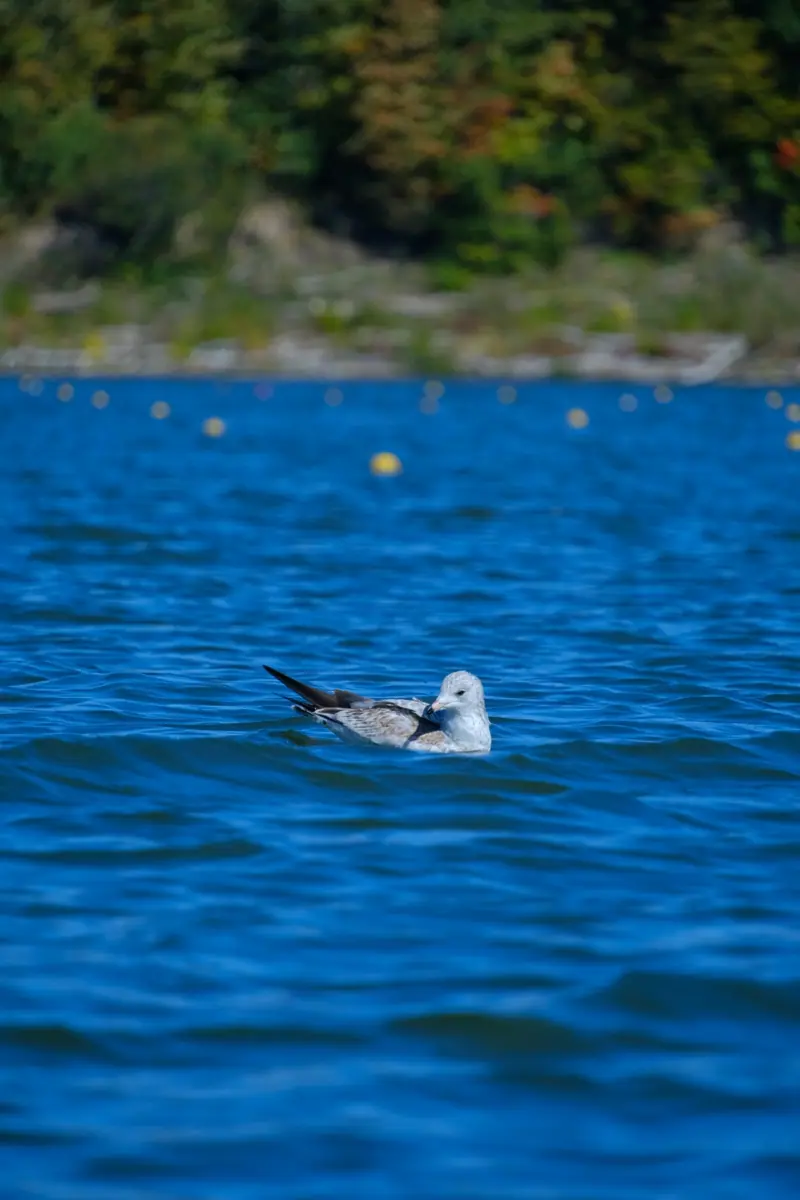 A gull floats on choppy blue water