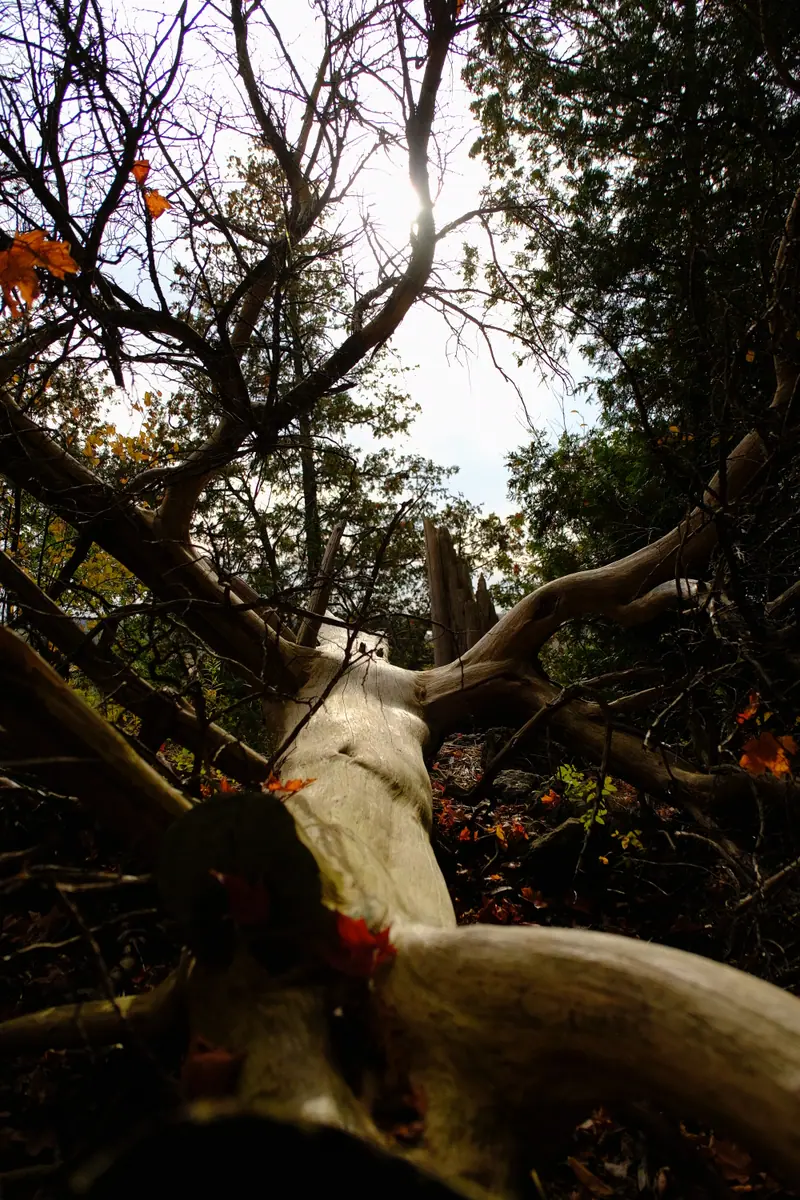 A fallen, bleached tree trunk under a bare canopy, sun behind the branches